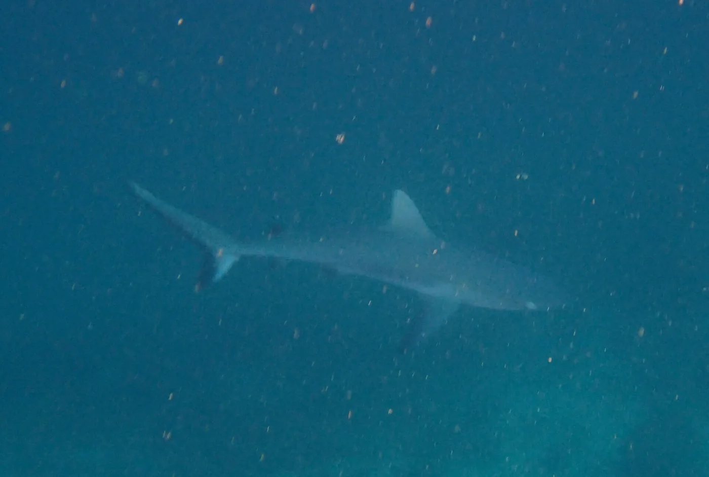 Carcharhinus amblyrhynchos 301393144