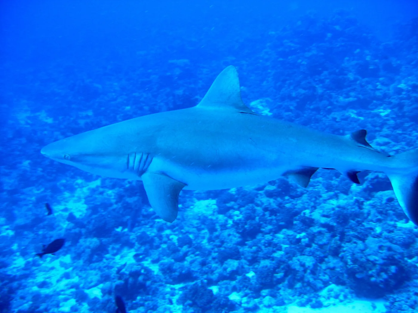 Carcharhinus amblyrhynchos tahiti