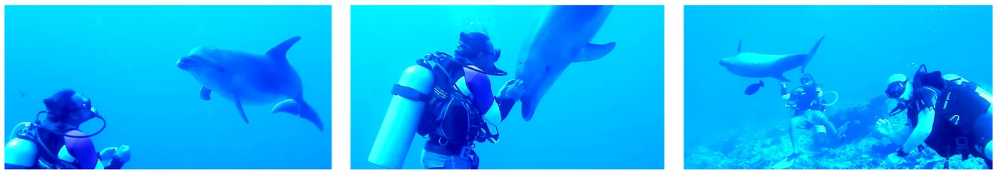 Tiputa dolphins