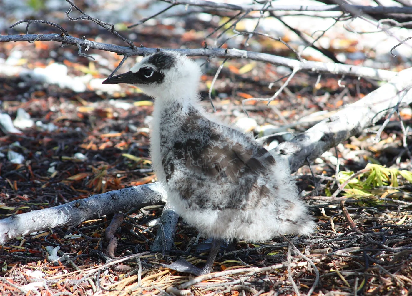 French Polynésia Rangiroa Atoll - Anous stolidus juvénile (9291395473)